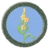 Divizna