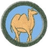 Velbloud